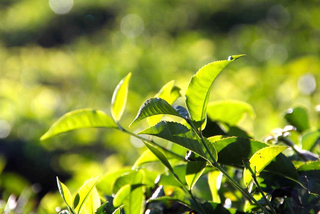 Backlit tea leaves on the plant, shallow focus